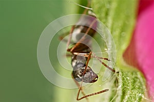 Black ant on a ink flower