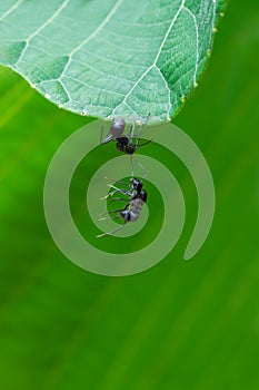 Black ant Iridomyrmex anceps