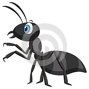 Black ant isolated on white background