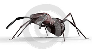 Black ant isolated on a white background