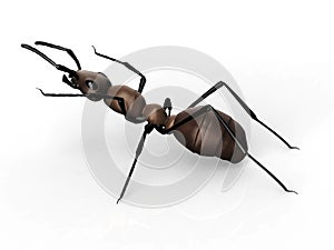 Black ant isolated on a white background