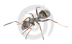 Black ant isolated on white background