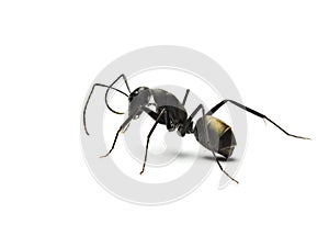 Black ant isolated on white background.