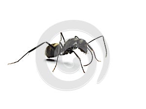 Black ant isolated on white background.