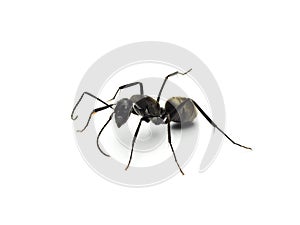 Black ant isolated on white background.