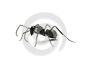 Black ant isolated on white background.