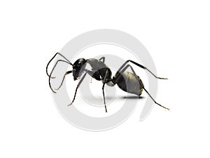 Black ant isolated on white background.