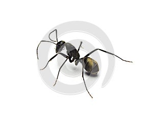 Black ant isolated on white background.