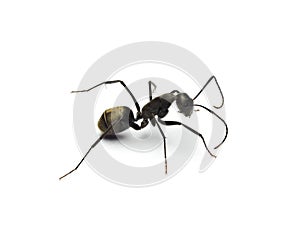 Black ant isolated on white background.