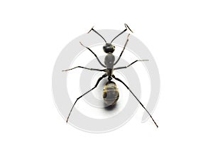 Black ant isolated on white background.