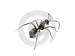 Black ant isolated on white background.