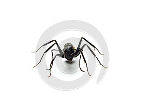 Black ant isolated on white background.