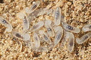 Black ant larva (Lasius niger)