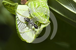 Black Ant on a leaf