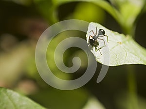 Black ant on leaf (Iridomyrmex anceps)