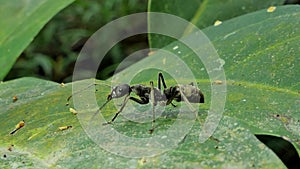 Black ant on leaf in tropical rain forest.