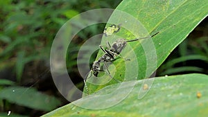 Black ant on leaf in tropical rain forest.