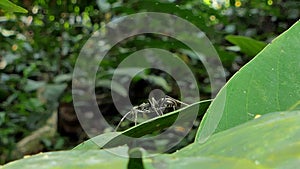 Black ant on leaf in tropical rain forest.