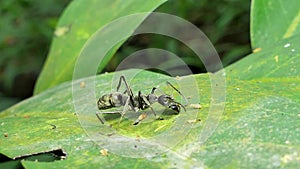 Black ant on leaf in tropical rain forest.