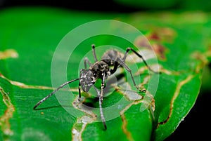 Black ant on the leaves.