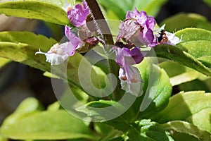 BLACK ANT ON LILAC FLOWERS ON A PERENNIAL BASIL PLANT IN SUNLIGHT