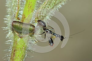 Black ant mantis