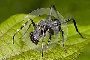 Black ant mimic jumping spider, Myrmarachne photo