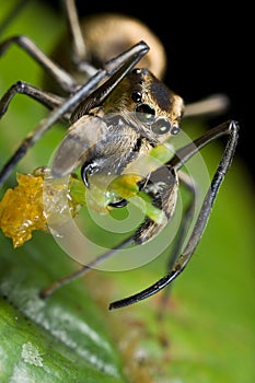 Black ant mimic jumping spider with prey