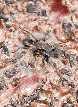 Black ant Mimic spider