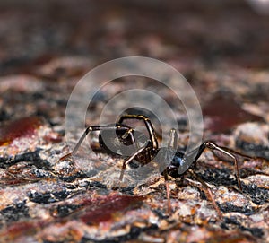 Black ant Mimic spider