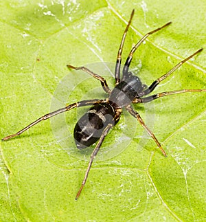 Black ant Mimic spider