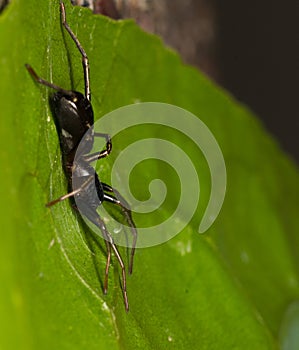 Black ant Mimic spider