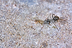 Black ant moving on the concrete. general plan. color
