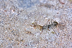 Black ant moving on the concrete. general plan. color