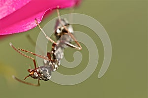 Black ant on a pink flower