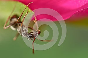 Black ant on a pink flower