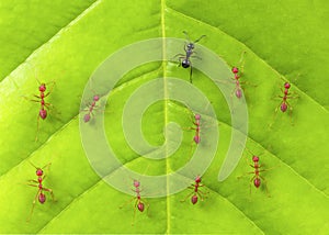 Black ant among red ants on leaf