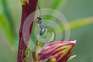 Black ant on a red plant in Thailand