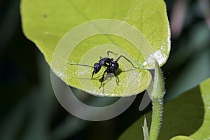Black ant resting on a green leaf