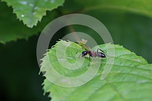 Black ant runs on a green leaf