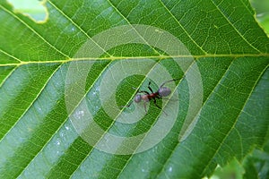 Black ant runs on a green leaf