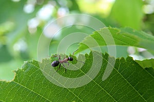Black ant runs on a green leaf