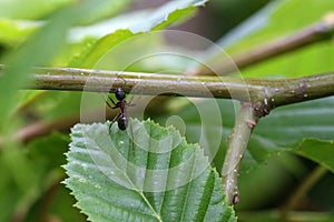 Black ant runs on a green leaf