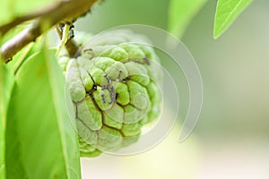 Black ant on the sugar apple or custard apple on tree in the garden tropical fruit nature green background - Annona sweetsop