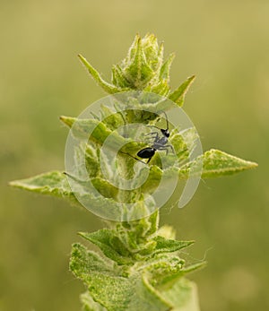 Black Ant taking care of group of Aphids