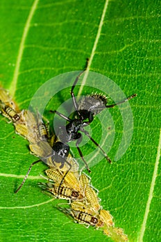 Black ant tending Panaphis juglandis aphids on walnut leaf