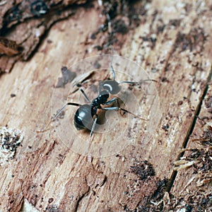 Black ant on tree bark.