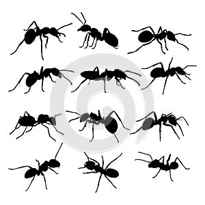 Black Ant Vector Art ,Icons.