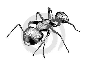 Black ant, vintage ink hand drawn illustration