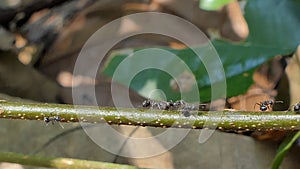 Black ant walking on branch.